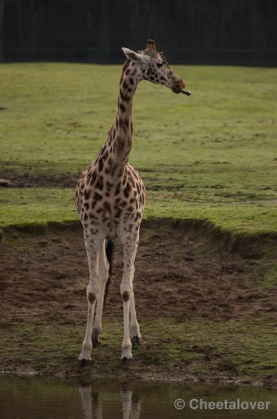 _DSC6167.JPG - Rothschild Giraffe